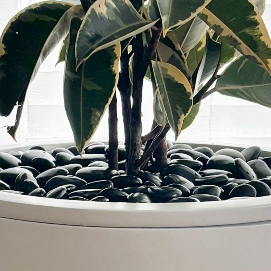 Pot Top • White